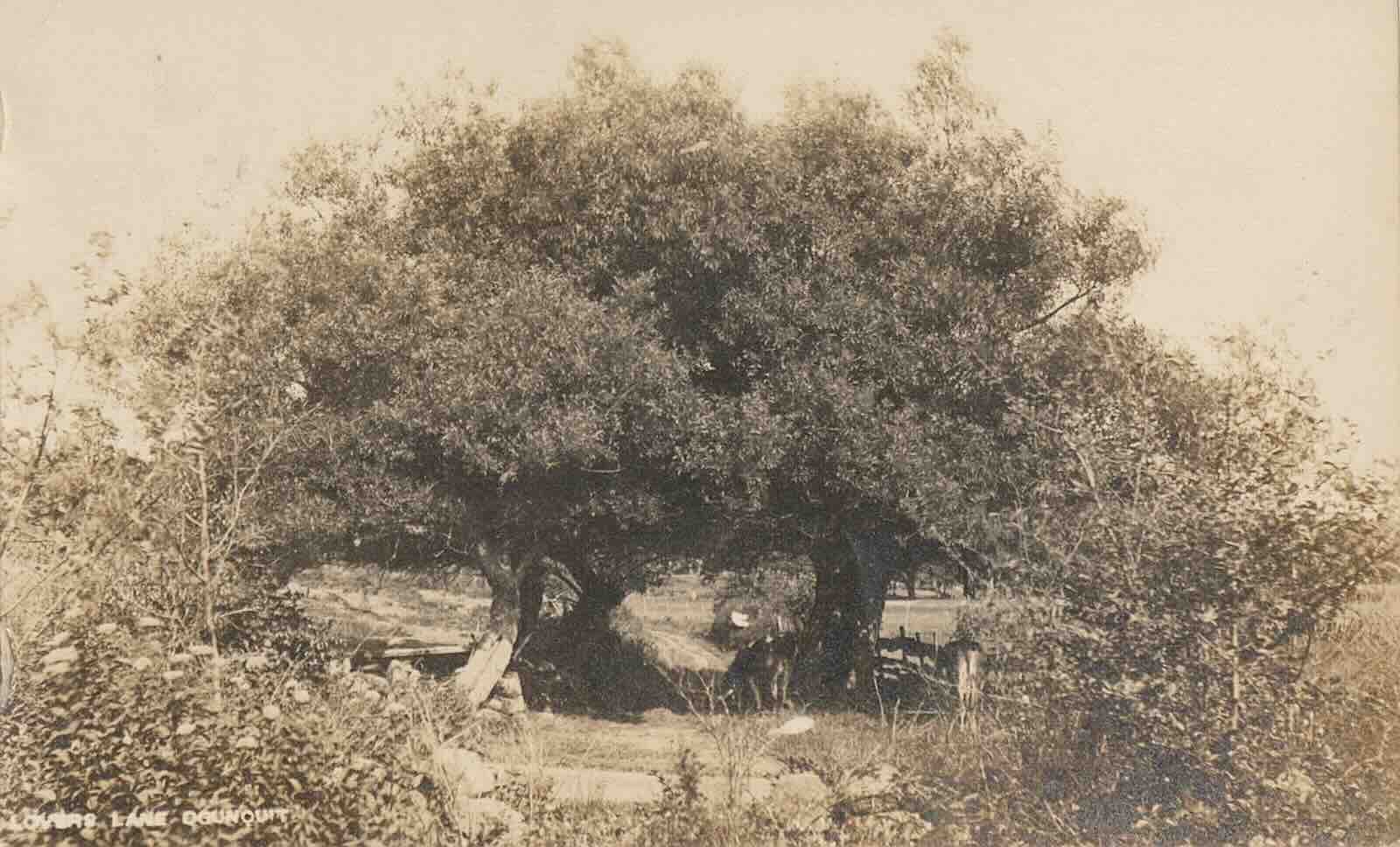 Ogonquit